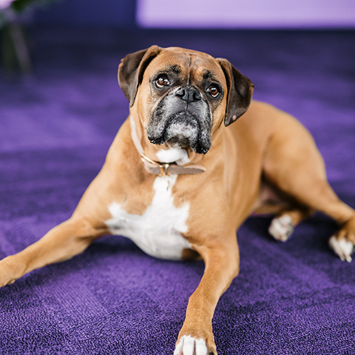 Roxy the boxer